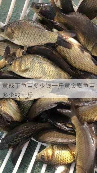 黄辣丁鱼苗多少钱一斤黄金鲫鱼苗多少钱一斤第1张-蔬菜基地绿色种植产业带 黄辣丁鱼苗多少钱一斤黄金鲫鱼苗多少钱一斤
