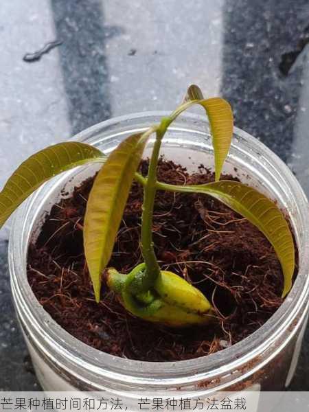 芒果种植时间和方法，芒果种植方法盆栽第1张-蔬菜基地绿色种植产业带