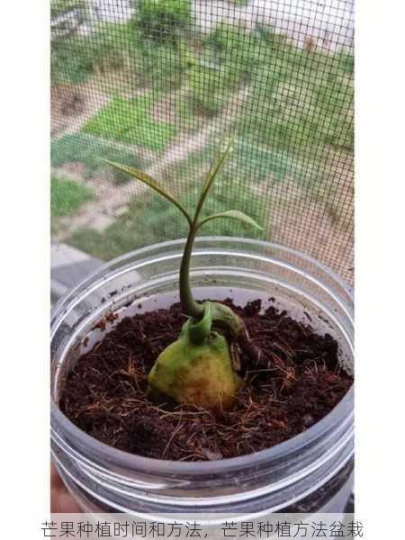 芒果种植时间和方法，芒果种植方法盆栽第2张-蔬菜基地绿色种植产业带