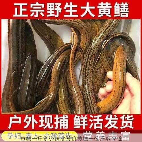 黄鳝一斤多少钱批发价黄鳝一公斤多少钱第2张-蔬菜基地绿色种植产业带 黄鳝一斤多少钱批发价黄鳝一公斤多少钱