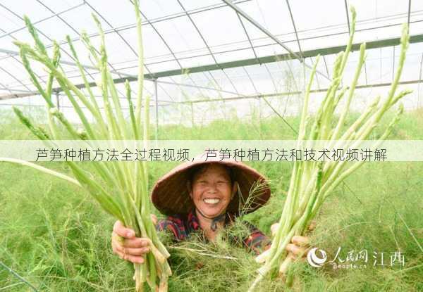 芦笋种植方法全过程视频,芦笋种植方法和技术视频讲解第2张-蔬菜基地绿色种植产业带 芦笋种植方法全过程视频,芦笋种植方法和技术视频讲解