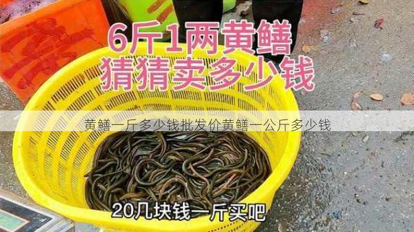黄鳝一斤多少钱批发价黄鳝一公斤多少钱第1张-蔬菜基地绿色种植产业带 黄鳝一斤多少钱批发价黄鳝一公斤多少钱
