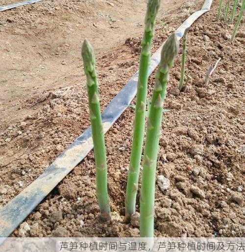 芦笋种植时间与温度,芦笋种植时间及方法第2张-蔬菜基地绿色种植产业带 芦笋种植时间与温度,芦笋种植时间及方法