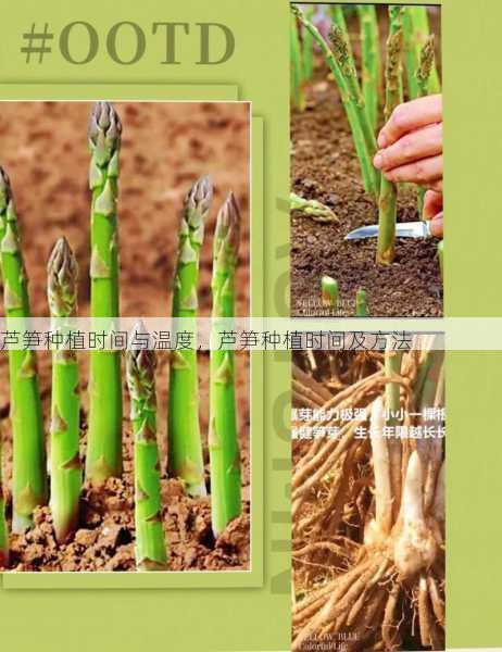 芦笋种植时间与温度,芦笋种植时间及方法第1张-蔬菜基地绿色种植产业带 芦笋种植时间与温度,芦笋种植时间及方法