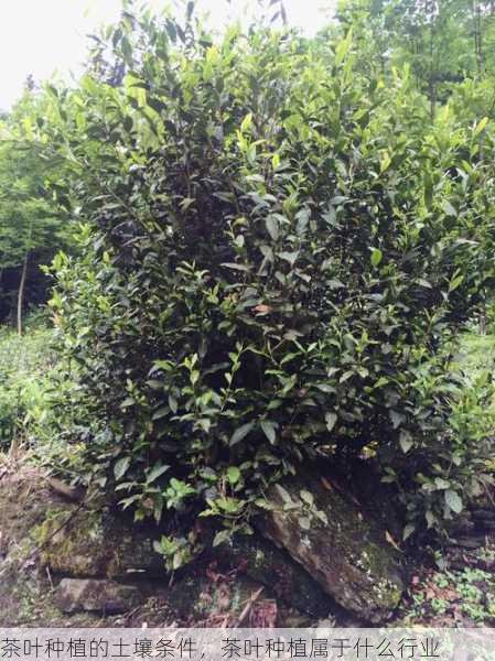 茶叶种植的土壤条件,茶叶种植属于什么行业第2张-蔬菜基地绿色种植产业带 茶叶种植的土壤条件,茶叶种植属于什么行业