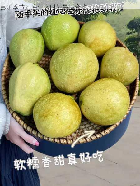 芭乐季节到底什么时候最适合吃第1张-蔬菜基地绿色种植产业带 芭乐季节到底什么时候最适合吃