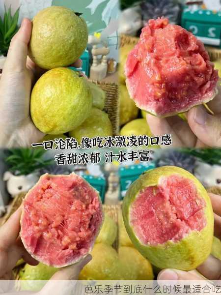 芭乐季节到底什么时候最适合吃第2张-蔬菜基地绿色种植产业带 芭乐季节到底什么时候最适合吃