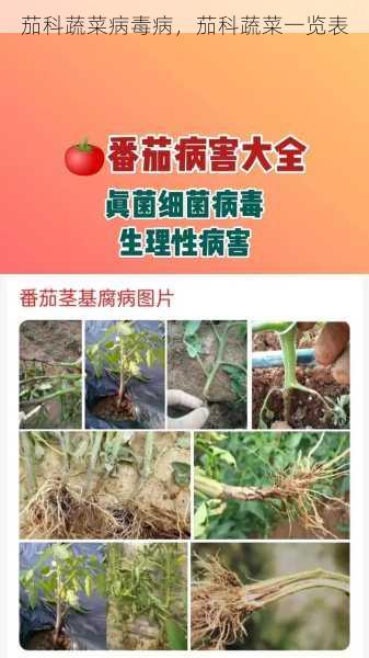 茄科蔬菜病毒病,茄科蔬菜一览表第2张-蔬菜基地绿色种植产业带 茄科蔬菜病毒病,茄科蔬菜一览表