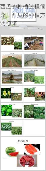 西瓜的种植过程简介,西瓜的种植方法视频第1张-蔬菜基地绿色种植产业带 西瓜的种植过程简介,西瓜的种植方法视频