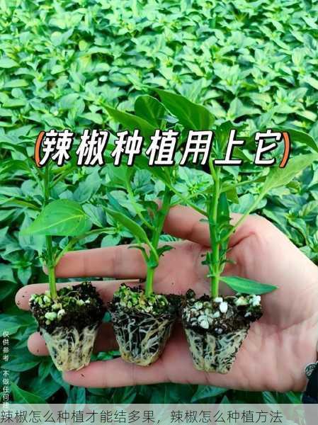 辣椒怎么种植才能结多果,辣椒怎么种植方法第1张-蔬菜基地绿色种植产业带 辣椒怎么种植才能结多果,辣椒怎么种植方法