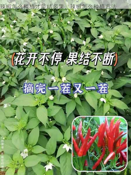 辣椒怎么种植才能结多果,辣椒怎么种植方法第2张-蔬菜基地绿色种植产业带 辣椒怎么种植才能结多果,辣椒怎么种植方法