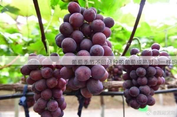 葡萄季节不同品种的葡萄成熟时间一样吗第1张-蔬菜基地绿色种植产业带 葡萄季节不同品种的葡萄成熟时间一样吗