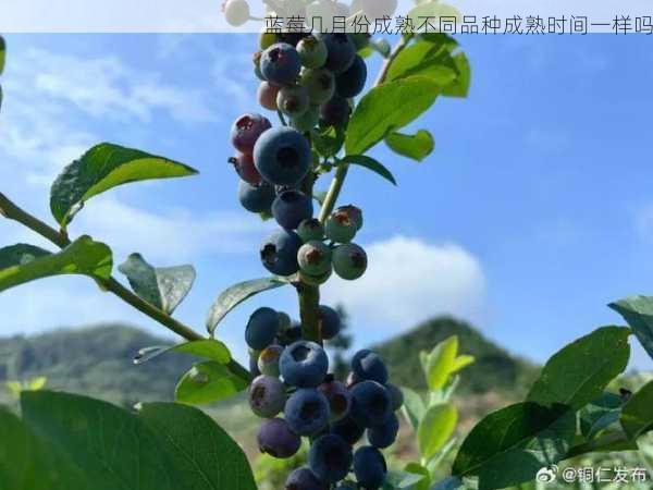 蓝莓几月份成熟不同品种成熟时间一样吗第1张-蔬菜基地绿色种植产业带 蓝莓几月份成熟不同品种成熟时间一样吗