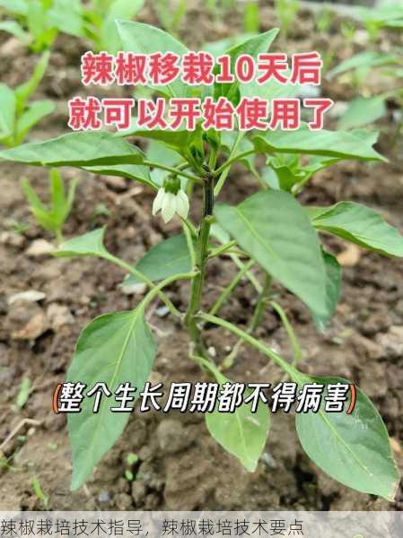 辣椒栽培技术指导,辣椒栽培技术要点第2张-蔬菜基地绿色种植产业带 辣椒栽培技术指导,辣椒栽培技术要点