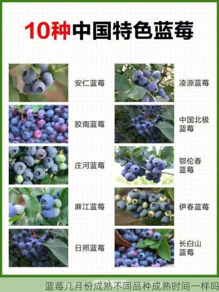 蓝莓几月份成熟不同品种成熟时间一样吗第2张-蔬菜基地绿色种植产业带 蓝莓几月份成熟不同品种成熟时间一样吗