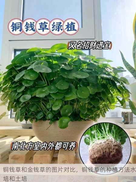 铜钱草和金钱草的图片对比,铜钱草的种植方法水培和土培第1张-蔬菜基地绿色种植产业带 铜钱草和金钱草的图片对比,铜钱草的种植方法水培和土培
