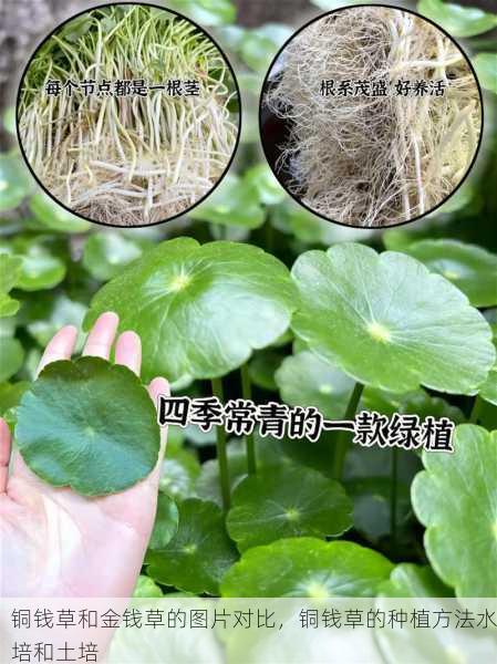 铜钱草和金钱草的图片对比,铜钱草的种植方法水培和土培第2张-蔬菜基地绿色种植产业带 铜钱草和金钱草的图片对比,铜钱草的种植方法水培和土培