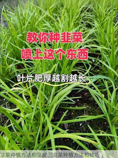 韭菜种植方法和温度，韭菜种植方法和技巧第2张-蔬菜基地绿色种植产业带
