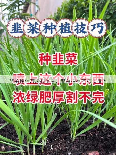 韭菜种植方法和温度，韭菜种植方法和技巧第1张-蔬菜基地绿色种植产业带