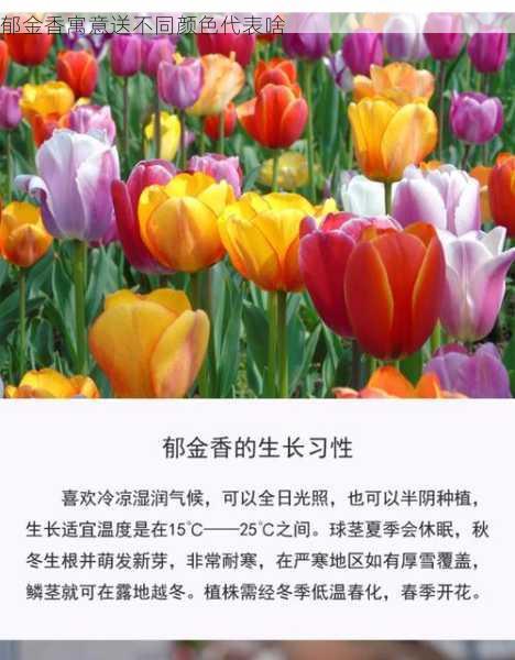 郁金香寓意送不同颜色代表啥第2张-蔬菜基地绿色种植产业带 郁金香寓意送不同颜色代表啥