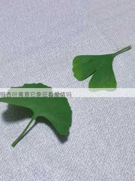 银杏叶寓意它象征着爱情吗第2张-蔬菜基地绿色种植产业带 银杏叶寓意它象征着爱情吗