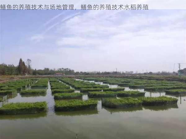 鳝鱼的养殖技术与场地管理,鳝鱼的养殖技术水稻养殖第1张-蔬菜基地绿色种植产业带 鳝鱼的养殖技术与场地管理,鳝鱼的养殖技术水稻养殖