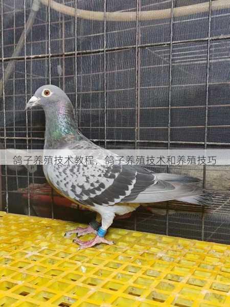 鸽子养殖技术教程,鸽子养殖技术和养殖技巧第2张-蔬菜基地绿色种植产业带 鸽子养殖技术教程,鸽子养殖技术和养殖技巧
