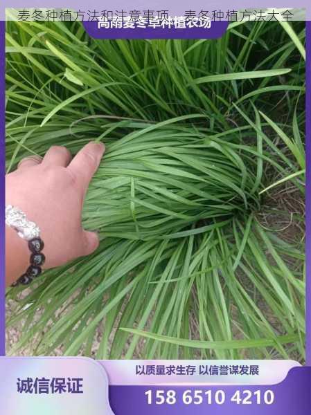 麦冬种植方法和注意事项,麦冬种植方法大全第1张-蔬菜基地绿色种植产业带 麦冬种植方法和注意事项,麦冬种植方法大全