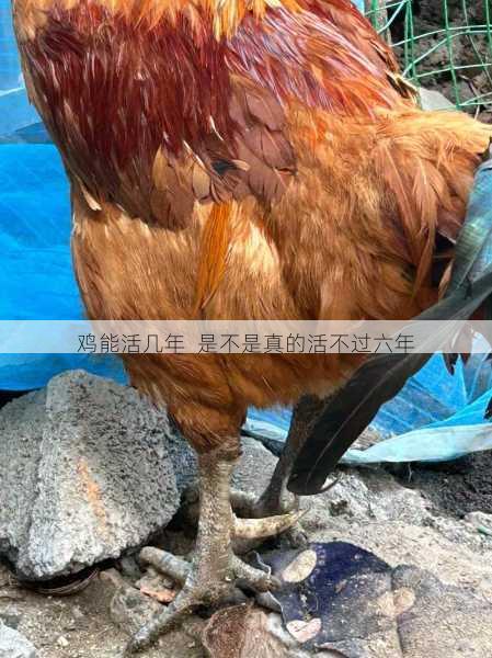 鸡能活几年 是不是真的活不过六年第1张-蔬菜基地绿色种植产业带 鸡能活几年 是不是真的活不过六年
