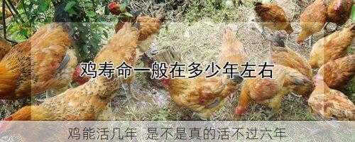 鸡能活几年 是不是真的活不过六年第2张-蔬菜基地绿色种植产业带 鸡能活几年 是不是真的活不过六年
