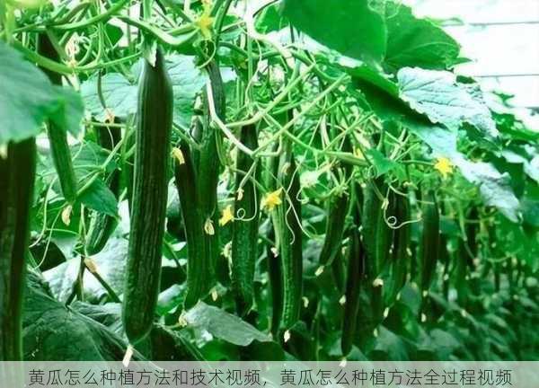 黄瓜怎么种植方法和技术视频,黄瓜怎么种植方法全过程视频第1张-蔬菜基地绿色种植产业带 黄瓜怎么种植方法和技术视频,黄瓜怎么种植方法全过程视频