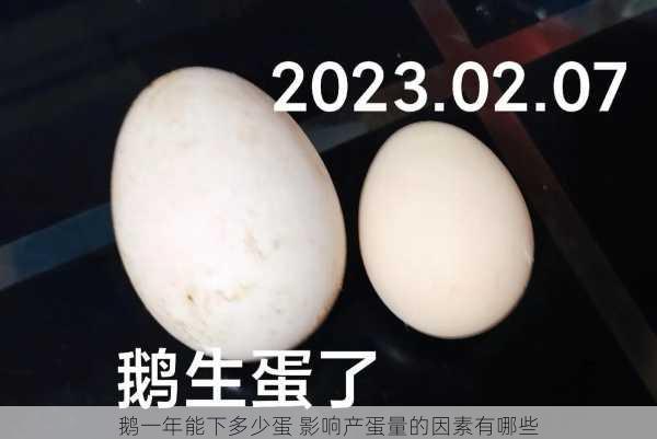 鹅一年能下多少蛋 影响产蛋量的因素有哪些第1张-蔬菜基地绿色种植产业带 鹅一年能下多少蛋 影响产蛋量的因素有哪些