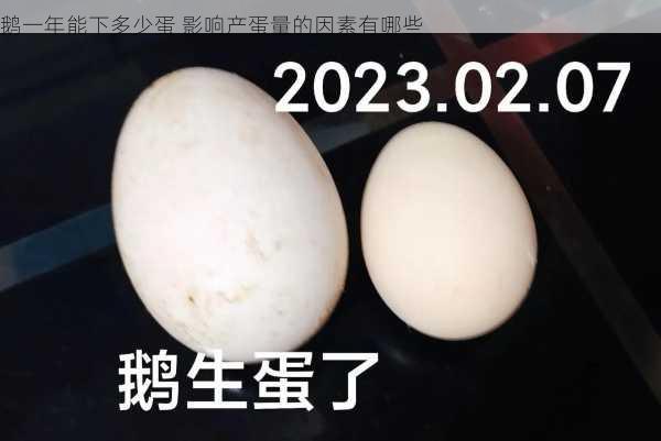 鹅一年能下多少蛋 影响产蛋量的因素有哪些第2张-蔬菜基地绿色种植产业带 鹅一年能下多少蛋 影响产蛋量的因素有哪些