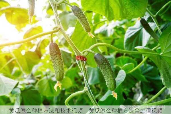 黄瓜怎么种植方法和技术视频,黄瓜怎么种植方法全过程视频第2张-蔬菜基地绿色种植产业带 黄瓜怎么种植方法和技术视频,黄瓜怎么种植方法全过程视频
