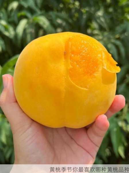 黄桃季节你最喜欢哪种黄桃品种第1张-蔬菜基地绿色种植产业带 黄桃季节你最喜欢哪种黄桃品种