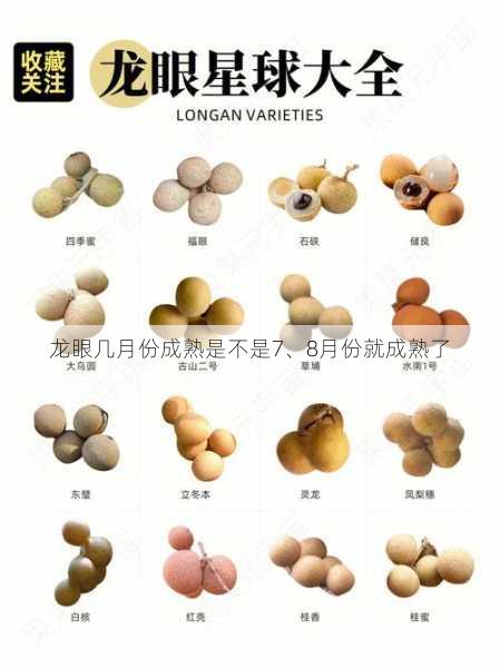 龙眼几月份成熟是不是7、8月份就成熟了第2张-蔬菜基地绿色种植产业带 龙眼几月份成熟是不是7、8月份就成熟了
