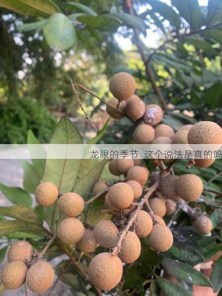龙眼的季节 这个说法是真的吗第2张-蔬菜基地绿色种植产业带 龙眼的季节 这个说法是真的吗