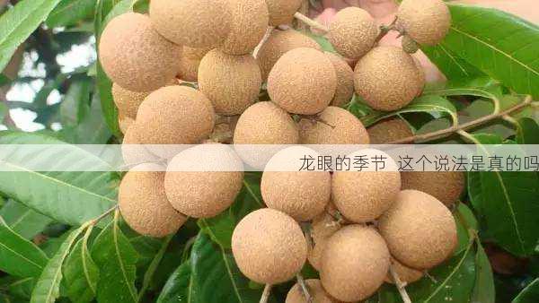 龙眼的季节 这个说法是真的吗第1张-蔬菜基地绿色种植产业带 龙眼的季节 这个说法是真的吗