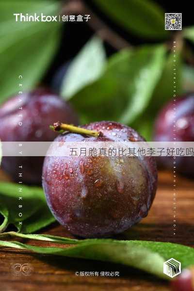 五月脆真的比其他李子好吃吗第2张-蔬菜基地绿色种植产业带 五月脆真的比其他李子好吃吗