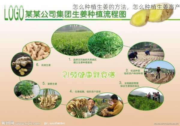 怎么种植生姜的方法,怎么种植生姜高产第2张-蔬菜基地绿色种植产业带 怎么种植生姜的方法,怎么种植生姜高产