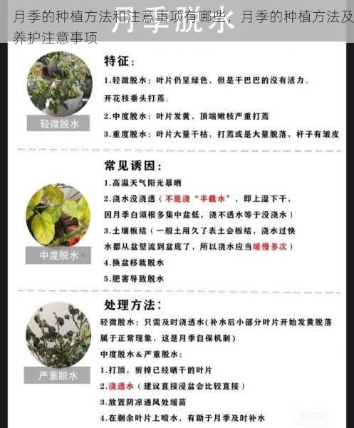 月季的种植方法和注意事项有哪些,月季的种植方法及养护注意事项第2张-蔬菜基地绿色种植产业带 月季的种植方法和注意事项有哪些,月季的种植方法及养护注意事项