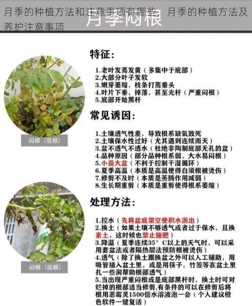 月季的种植方法和注意事项有哪些,月季的种植方法及养护注意事项第1张-蔬菜基地绿色种植产业带 月季的种植方法和注意事项有哪些,月季的种植方法及养护注意事项