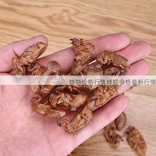 蝉蜕价格行情蝉蜕价格最新行情第2张-蔬菜基地绿色种植产业带 蝉蜕价格行情蝉蜕价格最新行情
