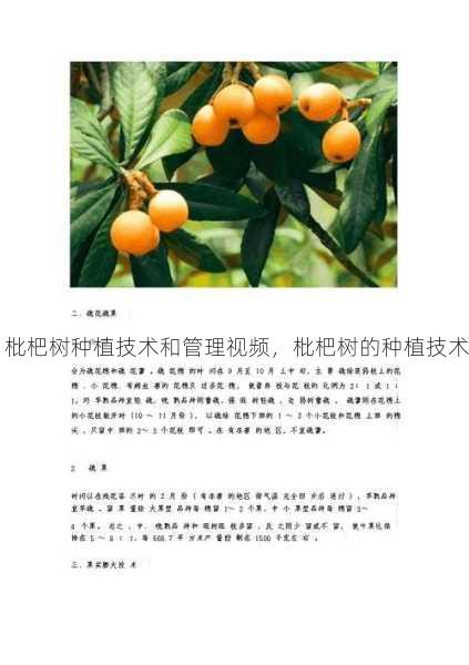 枇杷树种植技术和管理视频，枇杷树的种植技术第1张-蔬菜基地绿色种植产业带
