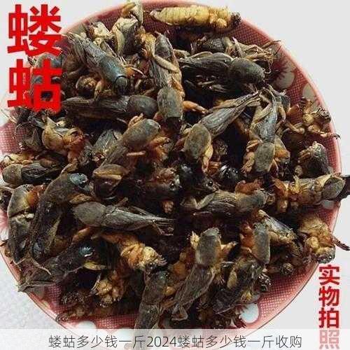 蝼蛄多少钱一斤2024蝼蛄多少钱一斤收购第1张-蔬菜基地绿色种植产业带
