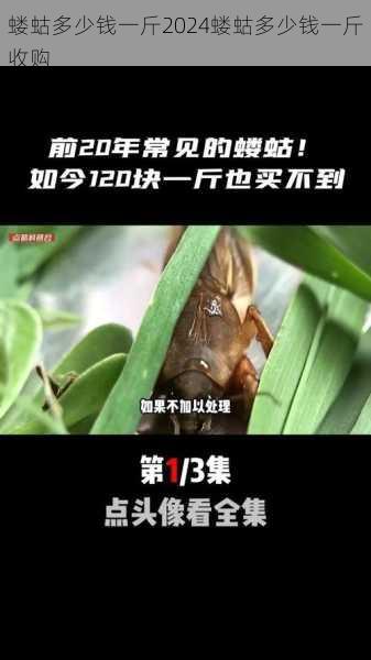 蝼蛄多少钱一斤2024蝼蛄多少钱一斤收购第2张-蔬菜基地绿色种植产业带