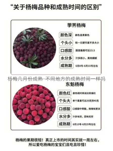 杨梅几月份成熟 不同地方的成熟时间一样吗第2张-蔬菜基地绿色种植产业带 杨梅几月份成熟 不同地方的成熟时间一样吗