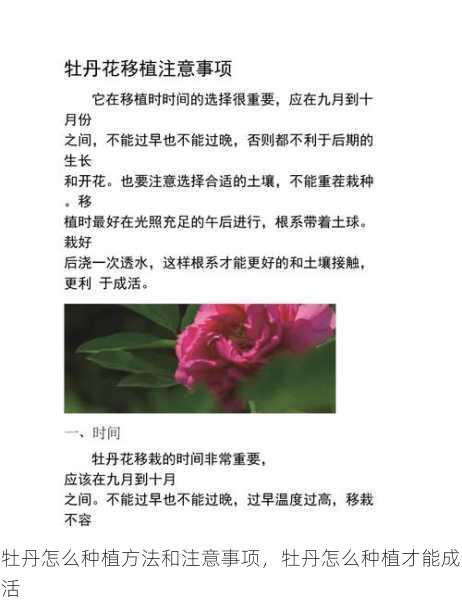 牡丹怎么种植方法和注意事项,牡丹怎么种植才能成活第1张-蔬菜基地绿色种植产业带 牡丹怎么种植方法和注意事项,牡丹怎么种植才能成活