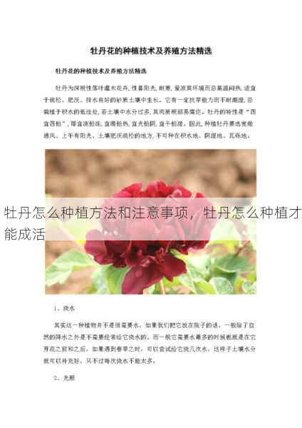 牡丹怎么种植方法和注意事项,牡丹怎么种植才能成活第2张-蔬菜基地绿色种植产业带 牡丹怎么种植方法和注意事项,牡丹怎么种植才能成活