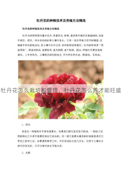 牡丹花怎么栽培和管理,牡丹花怎么养才能旺盛第1张-蔬菜基地绿色种植产业带 牡丹花怎么栽培和管理,牡丹花怎么养才能旺盛